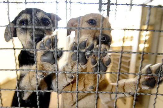 Cães e gatos resgatados em Brumadinho serão colocados para adoção