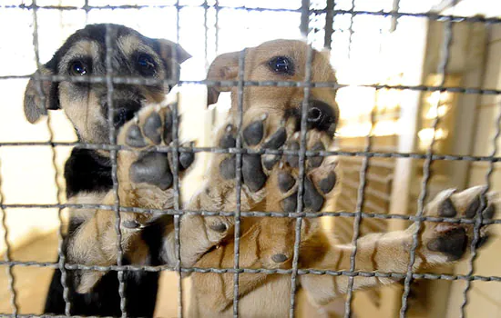 Cães e gatos resgatados em Brumadinho serão colocados para adoção