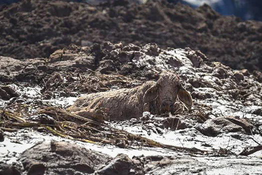 Animais presos no barro são sacrificados a tiros