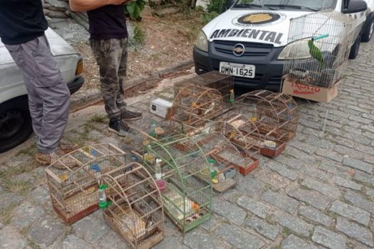 Equipe Ambiental de Ribeirão Pires resgata 15 pássaros de cativeiro ilegal