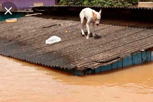 Saiba como proteger os animais das enchentes