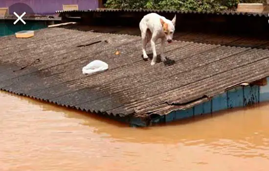 Saiba como proteger os animais das enchentes