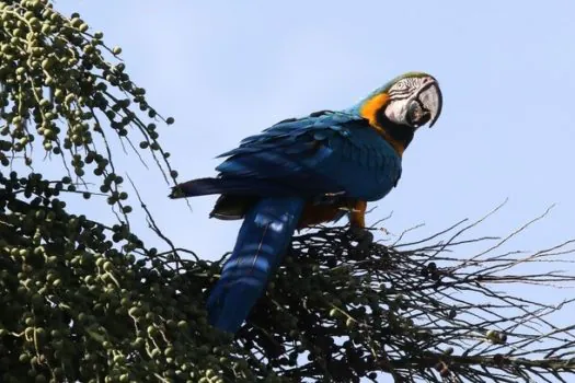 Governo de SP atendeu 68 animais feridos por linhas de pipa com cerol em 2023