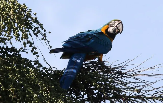 Governo de SP atendeu 68 animais feridos por linhas de pipa com cerol em 2023