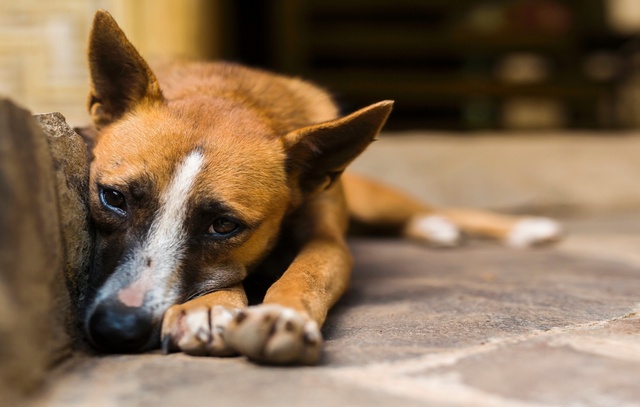 Acidentes são os principais riscos para animais perdidos