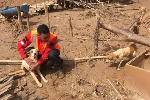 Cidades do RS terão recursos federais para atender animais resgatados