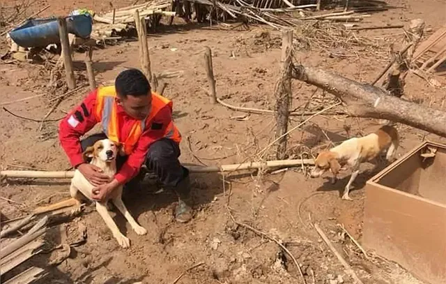 Equipe resgata cães e gatos que perderam tutores na tragédia de São Sebastião