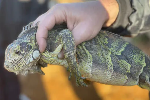 Jacaré e iguana são resgatados em Ribeirão Pires