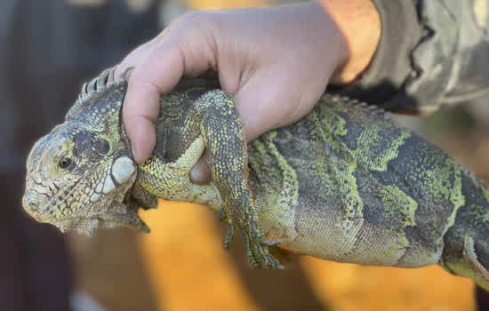 Jacaré e iguana são resgatados em Ribeirão Pires