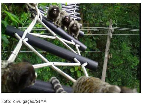 Passagens de fauna diminuem o risco de atropelamentos e trazem mais segurança às rodovias