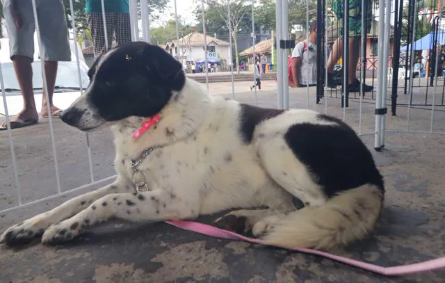 Fevereiro Roxo: Ribeirão Pires alerta sobre saúde de animais idosos