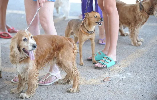 Saiba como castrar seu cão ou gato nos equipamentos da Prefeitura de SP