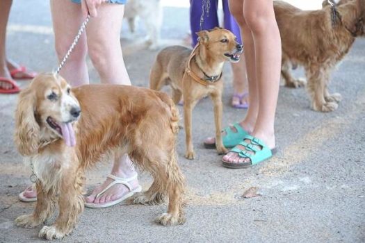 Altas temperaturas pedem atenção às patas dos cães