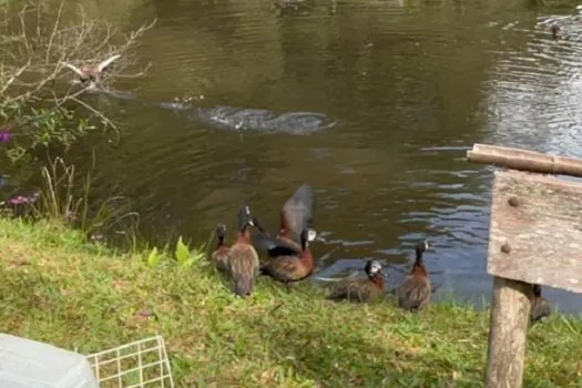 60 animais silvestres são soltos no Sítio Curucutu, em SP