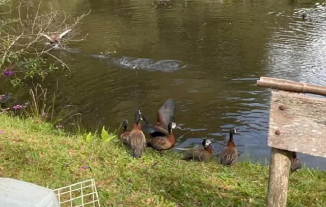 60 animais silvestres são soltos no Sítio Curucutu