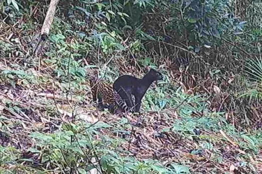 Imagem rara mostra felino selvagem negro em reserva protegida na Mata Atlântica