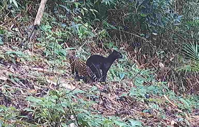 Imagem rara mostra felino selvagem negro em reserva protegida na Mata Atlântica