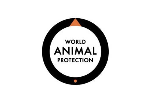 Proteção Animal Mundial lança prêmio “Cidade Amiga dos Animais”