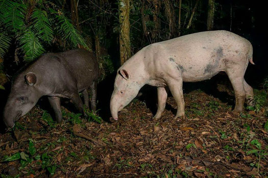 Pesquisa brasileira com antas albinas ganha repercussão internacional