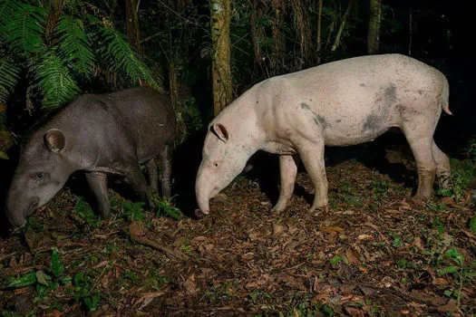 Pesquisa brasileira com antas albinas ganha repercussão internacional