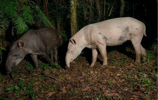 Pesquisa brasileira com antas albinas ganha repercussão internacional