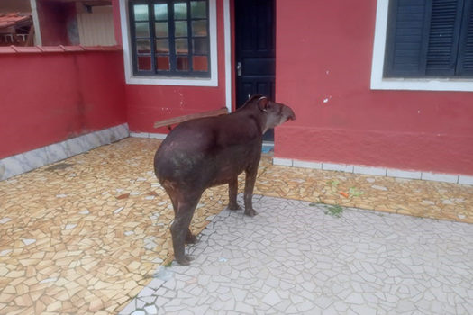 Força-tarefa salva anta em estrada na região de Praia Grande