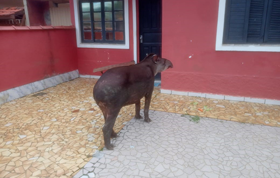 Força-tarefa salva anta em estrada na região de Praia Grande