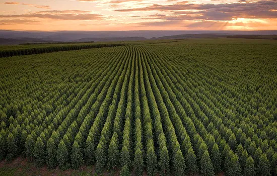 Florestas renováveis são a grande esperança contra o aquecimento global