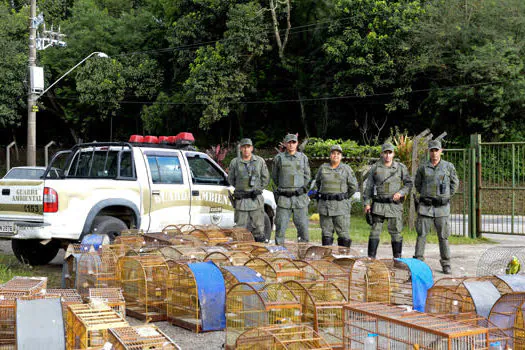 Guarda de São Bernardo resgata cerca de 80 aves vítimas de maus-tratos