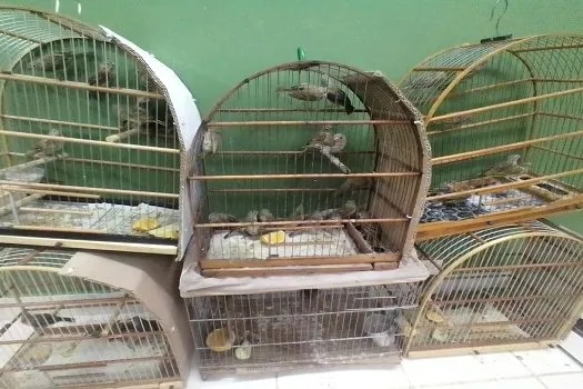 Polícia Civil e Prefeitura de Santo André resgatam 77 aves de cativeiro irregular