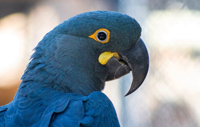 Risco de extinção: Governo de SP preserva futuro da espécie arara-azul-de-lear