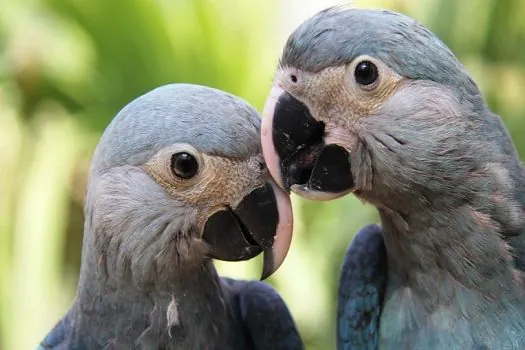 Depois de mais de 20 anos, ararinha-azul volta aos céus da caatinga