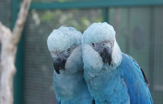 Ararinhas-azuis são soltas na natureza 20 anos depois de extinção