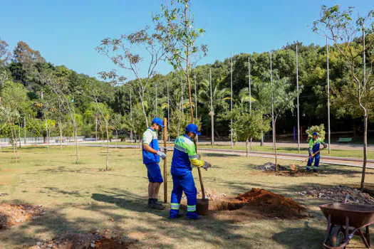 Projeto institui novo plano de arborização urbana em São Caetano