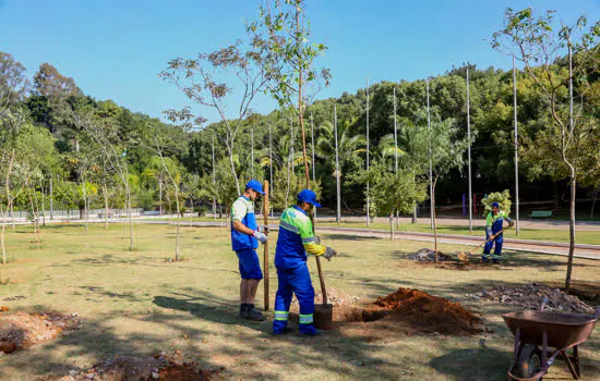 Projeto institui novo plano de arborização urbana em São Caetano