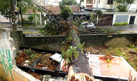 São Paulo registra queda de 386 árvores, segundo prefeitura