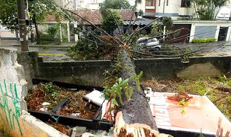 Cartilha orienta população sobre importância das árvores na cidade