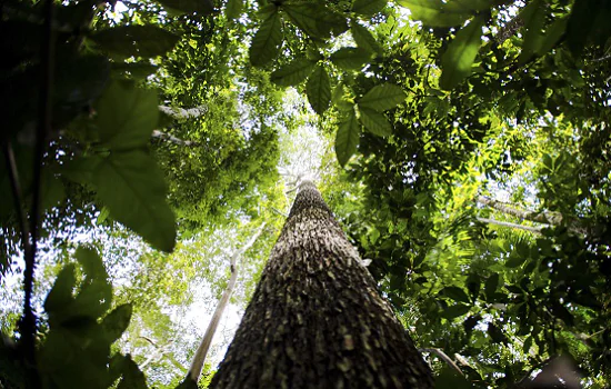 Crise climática pode ser combatida com monetização de reflorestamento