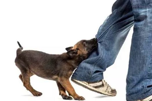 Ataque de cão ou gato: saiba como agir caso isso aconteça