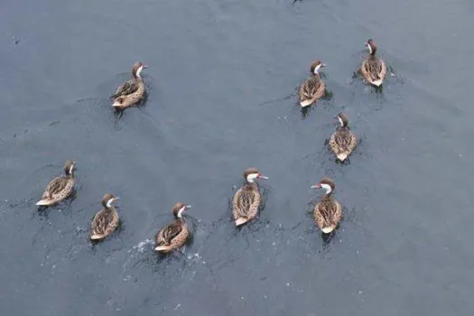 Retorno da Vida Marinha: aves voltam a encontrar lar no principal rio de Ribeirão Pires