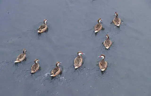 Retorno da Vida Marinha: aves voltam a encontrar lar no principal rio de Ribeirão Pires