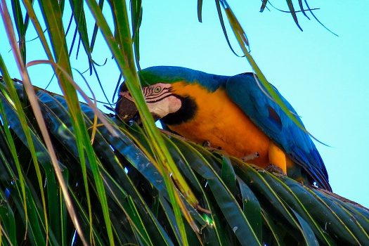 17/07 é o dia de proteção às florestas: conheça três iniciativas para manter a Amazônia