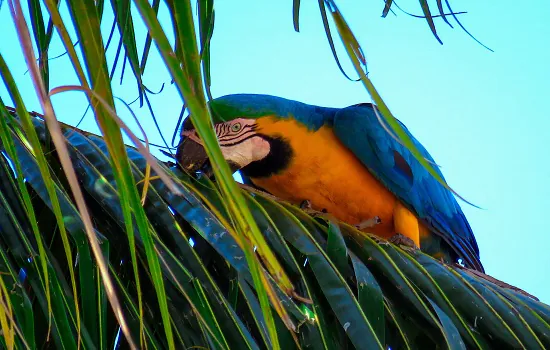 17/07 é o dia de proteção às florestas: conheça três iniciativas para manter a Amazônia