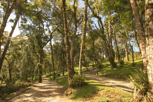 Aventura para todos: cinco diferentes trilhas em Campos do Jordão