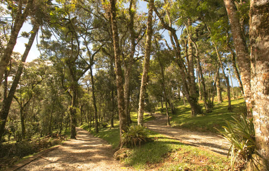 Aventura para todos: cinco diferentes trilhas em Campos do Jordão