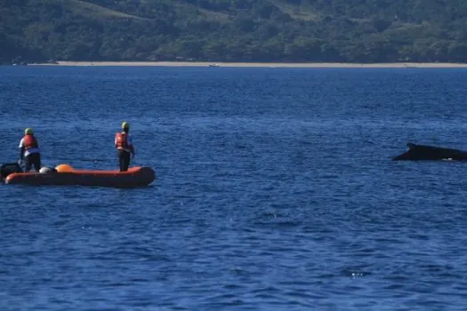 Baleia jubarte é resgatada após ficar presa em cabo de pesca em Ilhabela