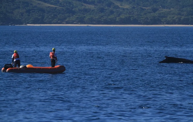 Baleia jubarte é resgatada após ficar presa em cabo de pesca em Ilhabela