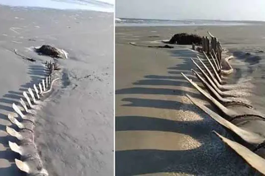 Esqueleto gigante de baleia aparece em praia e vira atração em Peruíbe (SP)