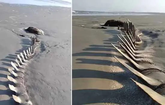 Esqueleto gigante de baleia aparece em praia e vira atração em Peruíbe (SP)