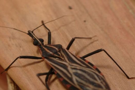 Bicho-barbeiro contaminado com Chagas é encontrado na zona oeste de SP